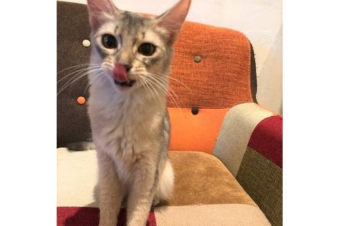 販売中のソマリの親猫